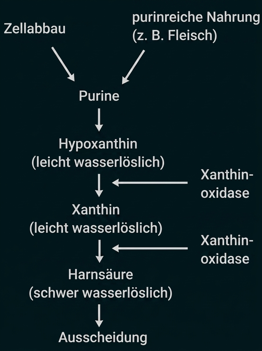 Purinabbau: Purine → Hypoxanthin → Xanthin → Harnsäure → Ausscheidung